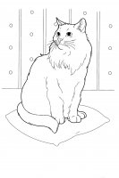 disegni/gatti/gatti_cats_ 16.jpg